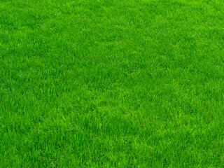 A lush, bright green grass field background under direct sunlight. The grass appears healthy and well-maintained.