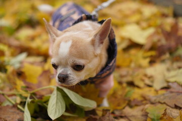 chihuahua in autumn leaves