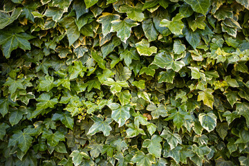Wall crawling leaves close up