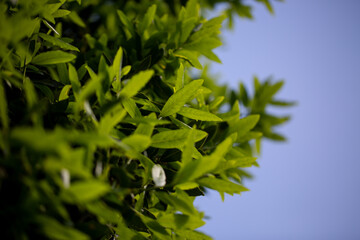 Below the trees looking up to sky