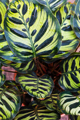 Leaves close up from top