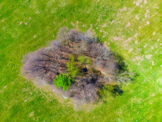 An aerial view over a copse in springtime, showcasing the vibrant green grass contrasted with the still-bare tree branches, capturing the essence of early spring.