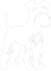 Fototapeta premium Standard Schnauzer outline