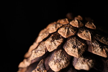 Pine cone in close-up on a black background, macro photography