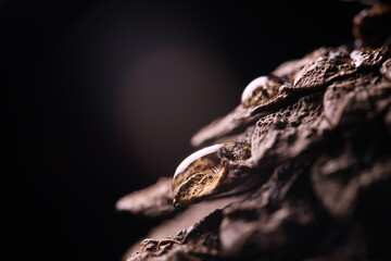Pine cone in close-up on a black background.Macro photography, rain in the forest