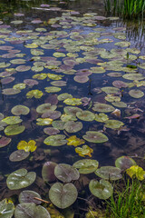 Dipsiz Lake and water lilies, located at an altitude of 1702 meters on the northern slopes of the Taurus Mountains
