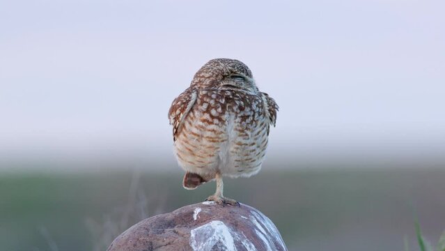 Burrowing Owl (Athene cunicularia) standing on a boulder sleeping on a cloudy day in the desert. 