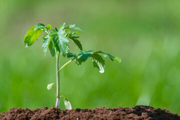 Rising young fresh plant on brown background . Symbolizes the struggle for a new life