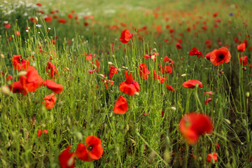 Beautiful poppy field in the Summer