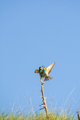 kite flying in the sky