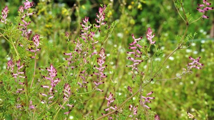  Fumaria, una erba medicinale