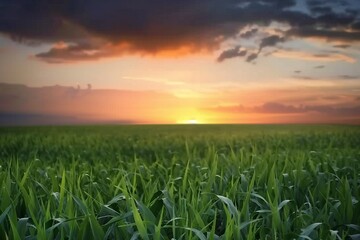 Obraz premium Sunset Over a Lush Green Field