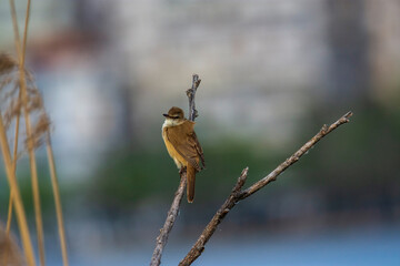 birds of lake