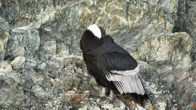 Condor Andino, hembra adulta en Patagonia Argentina