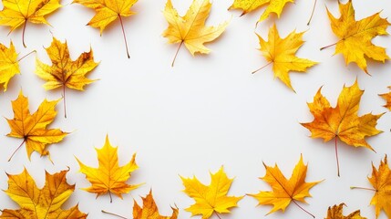 Top view of yellow dry maple autumn leaves on white background with ample copy space for text