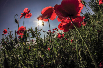 Obraz premium Close-up of red poppy flowers in summer