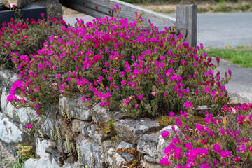 Magnifiques fleurs Ficoïdes en bordure de route en Bretagne