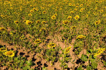 Field of blooming sunflowers, Provence France.