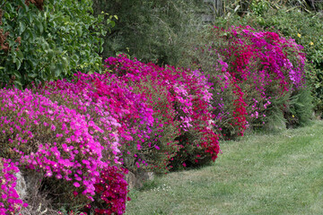 Magnifiques fleurs Ficoïdes en bordure de route en Bretagne