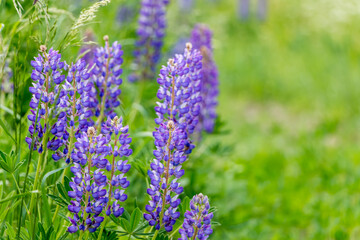 beautiful floral background. Purple lupine flowers close up, green leaves and grass blurred green background.	
