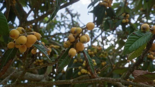 Close-up of a loquat tree in puglia, italy, showcasing its ripe yellow fruits and lush green leaves against a clear outdoor background.
