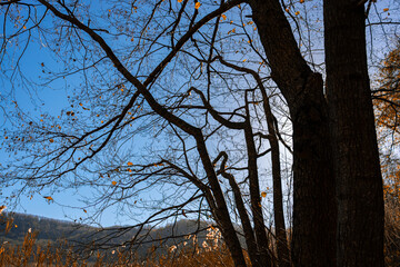 dark trees and sky