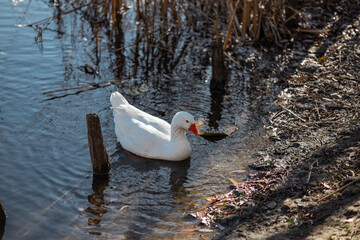 goose on the lake