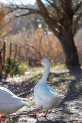 white goose in the park