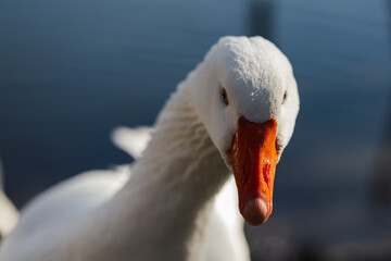 close up of a goose