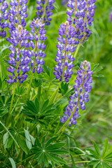 beautiful floral background. Purple lupine flowers close up, green leaves and grass blurred green background.	
