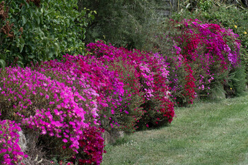 Magnifiques fleurs Ficoïdes en bordure de route en Bretagne