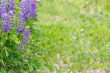 beautiful floral background. Purple lupine flowers close up, green leaves and grass blurred green background.	
