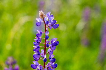 beautiful floral background. Purple lupine flowers close up, green leaves and grass blurred green background.	

