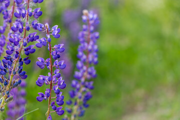 beautiful floral background. Purple lupine flowers close up, green leaves and grass blurred green background.	
beautiful floral background. Purple lupine flowers close up, green leaves and grass blur