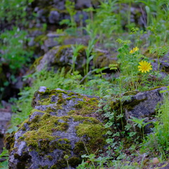 moss on the rocks
