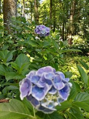 flowers in the forest