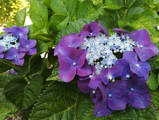 flowers in the garden