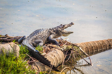 Crocodile in carpenter's lagoon in Tampico Tamaulipas