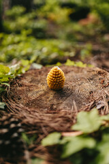 Handmade candles from natural beeswax in the shape of flowers, bears on an old stump in the forest. Hobby. Handmade present. Gift. Artistic photo of beekeeping products against the backdrop of nature