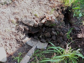 The process of digging a hole for planting decorative trees in the yard on a green grass lawn. Digging a hole with a shovel in the ground for landscaping the yard.