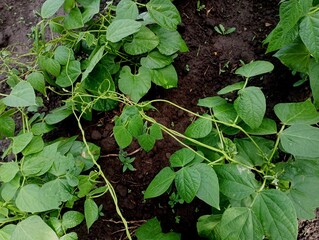 Green beans on heather in the soil in the garden. Growing beans on the homestead in ecologically clean natural conditions. The topic of agriculture and the cultivation of leguminous crops.