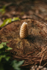 Handmade candles from natural beeswax in the shape of flowers, bears on an old stump in the forest. Hobby. Handmade present. Gift. Artistic photo of beekeeping products against the backdrop of nature