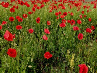 Fototapeta premium Green field with red wild poppy flower among green grass. Beautiful natural backgrounds and textures with red wildflowers.