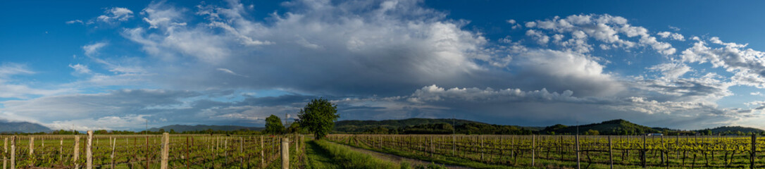 ampia visuale panoramica di 180 gradi che mostra un bellissimo ambiente naturale di campagna nel nord est Italia, circondato da vigneti e colline, sotto un cielo parzialmente sereno, al tramonto