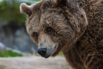 photograph of a brown bear in nature