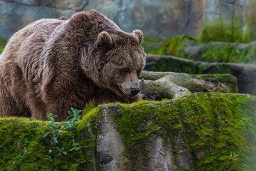 Obraz premium photograph of a brown bear in nature