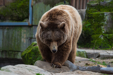 photograph of a brown bear in nature