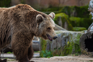 Fototapeta premium photograph of a brown bear in nature