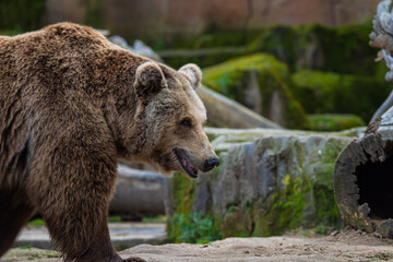 Obraz premium photograph of a brown bear in nature