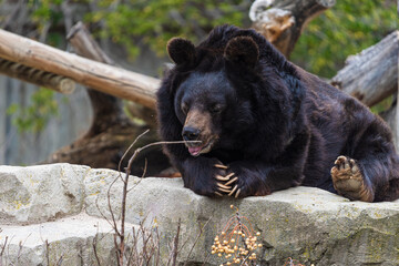 photograph of a brown bear in nature